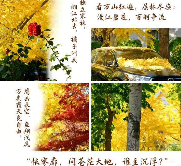 澳门云顶国际app