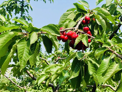 澳门云顶国际app