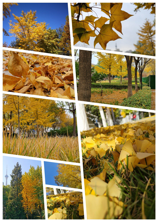 澳门云顶国际app