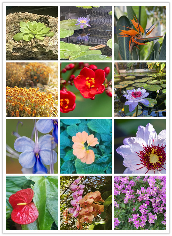 澳门云顶国际app